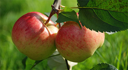 Bratapfel (Gestoovde Äppel)